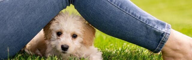 Kutsika soetamisel tasub olla tähelepanelik