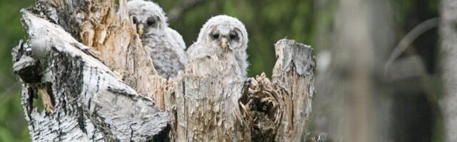 Millal on alust tunnistada raietegevus lindude tahtlikuks tapmiseks? Vaidlus jätkub