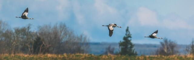 Elupaikade ja liikide seisundi hinnang: pilt on täpsem, kuid väljakutsed püsivad