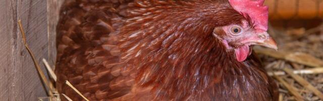 Tartumaal tuvastati lindude gripp talus, kus peeti 59 kodulindu