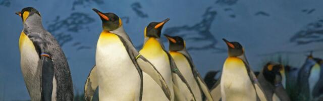 Eesti Loodusmuuseum ootab vabariigi aastapäeval kõiki pingviinide paraadile
