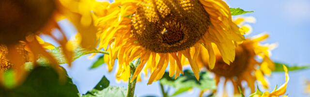 Päevahoroskoop : pühapäev, 10. august