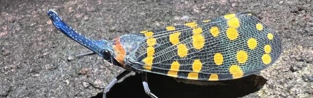 Looma-, taime- ja seeneliike avastatakse hoogsamalt kui eales varem