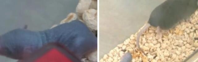 Hiinlaste kosmosehiir sünnitas pärast tagasitulekut üheksa poega. Miks on see oluline verstapost?