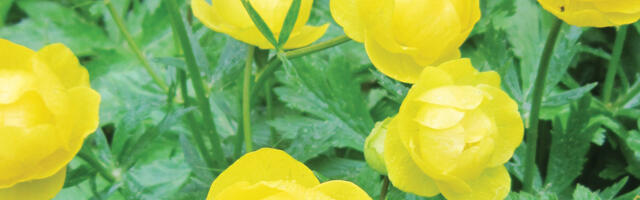 Mõned eredamad kohtumised taimeriigis