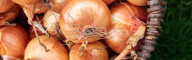 Kuidas mõjub su kehale sibula söömine?