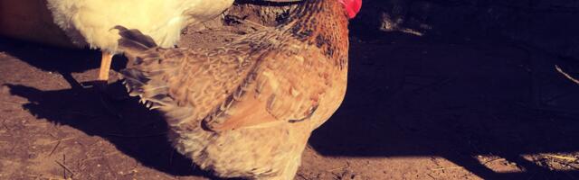 Mart Kase: ukraina hingega kana