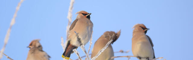 Toida, kuid teadlikult