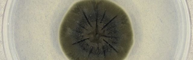 Tšornobõli seen aitaks kaitsta astronaute kahjuliku kiirguse eest ilmaruumis