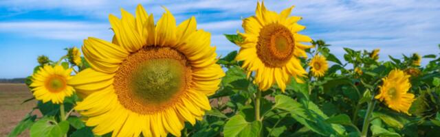 Hääletusel selgus 2025. aasta ilmasündmus