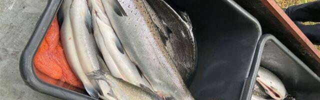 Keskkonnaamet kontrollib taas lõhejõgesid