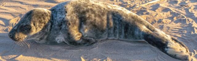 В Нарва-Йыэсуу на пляже появились детёныши тюленей, не стоит их тревожить