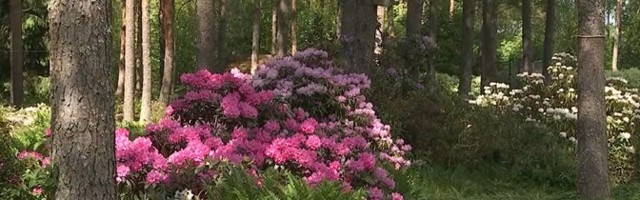 Rododendronid on kasvukoha suhtes nõudlikud