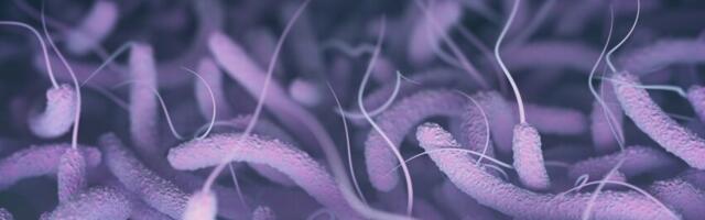 Seekord ikkagi polnud koolera