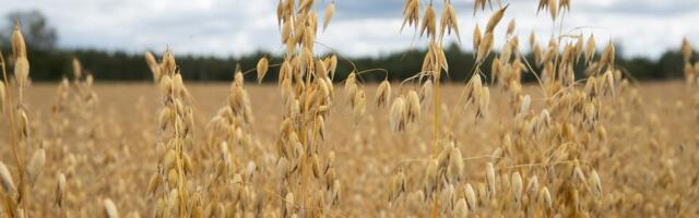 Kaisa Vahtmäe: talunik on palju enamat kui lihtsalt toidutootja. Palun märkame seda!