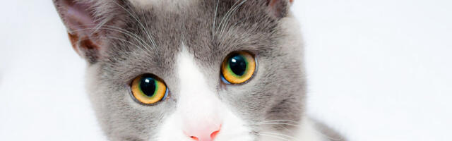 Tööandja ei lubanud Soomes töötajat pärast kassi surma haiguspuhkusele, pidi kõvasti maksma