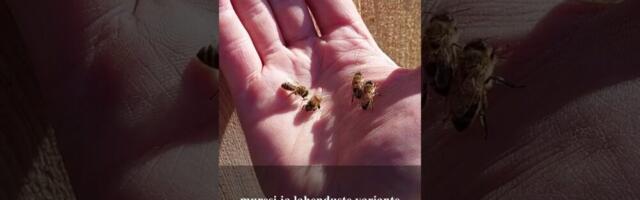 VIDEO!Virgo Pihlapuu: Kas vaatame lihtsalt pealt või on võimalus ka rahval sõna sekka öelda olukorra kulgemisel?