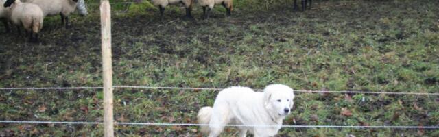 Keskkonnaamet hüvitab ennetustöid ja kiskjakahjusid ligi 400 000 euro eest