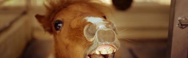 Naabri hobust salaja porganditega toitnud proua sai lähenemiskeelu