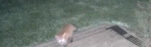 Kes on sussiröövel? Maale paigutatud valvekaamera avastas neljajalgse varganäo