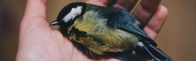 Aita kaardistada klaaspindadega kokkupõrkel hukkuvaid linde!