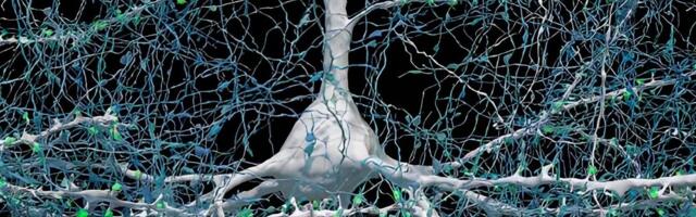 FOTOD | Teadlased lõid kõige detailsema kaardi inimese aju ainest, mis on kunagi loodud