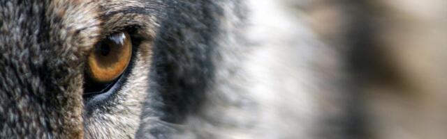 Sel talvel tohivad jahimehed maha lasta vähemalt 90 hunti