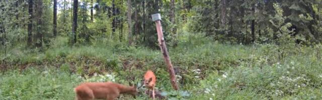 VIDEO | Pärnumaal jäädvustas rajakaamera kahe metskitse lõbusa mängu