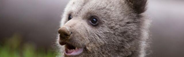 VIDEO | Eksinud ja nälginud karupoeg toibub Päite loomapargis