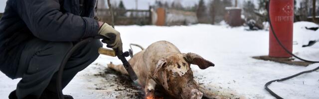 Liha hind tõusis Euroopa Liidus 3,3 protsenti, Eestis oli kallinemine suurem