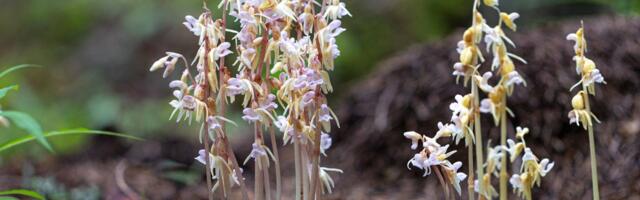 Keskkonnaamet esitas Kliimaministeeriumile ettepaneku käpaliste püsielupaikade kaitse alla võtmiseks