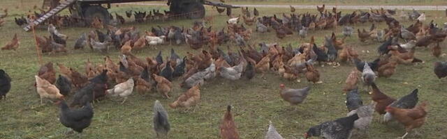 Постановление ЕС, перенесенное в правовое поле ЭР без изменений, оставило хутор без пособия