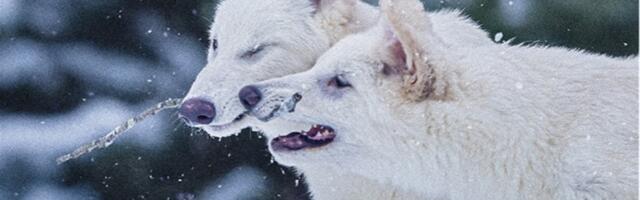 Toome kadunud liigid tagasi?!