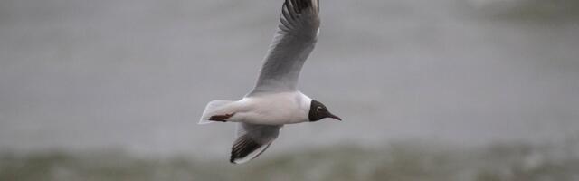 ILMATEADE | Päev tuleb tuuline, õhtul on oodata kerget vihmasadu