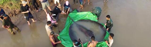 Mekongi jõesti saadi kätte maailma suurim mageveekala