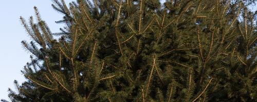 Tartus saab vana jõulukuuse viia jäätmejaama või kuusekonteinerisse