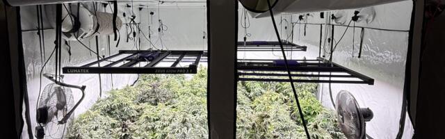 Politsei pidas Tallinnas kinni mehed, kes pidasid kahekorruselist kanepikasvatust