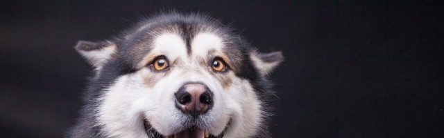 Kui koer naeratab kogu südamest ehk Kas loomadel on huumorisoon?