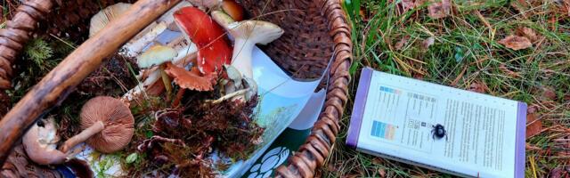 Seened meelitasid metsa – seeni ja seenetarkusi käis korjamas üle 800 huvilise