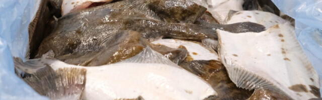 AASTA KALA 2026 | Lest – Hiiumaa sümbol