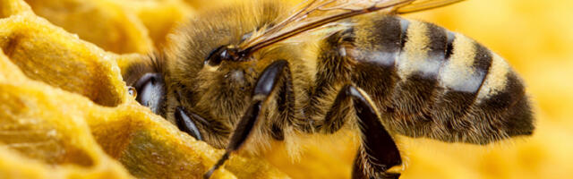 Mesilastele kehtestatakse lennuload ja avatakse Eesti mesilaste õhuruum