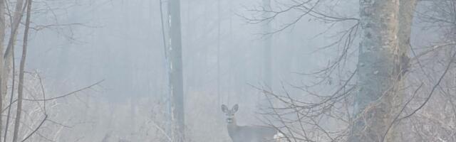 Martti Laurson NÄDALA FOTO