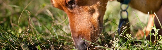 Mida teha, kui koer leiab maast mürgitatud toidupala?