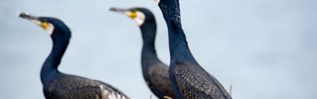 Pärnu jõel lubatakse kormorane heidutada