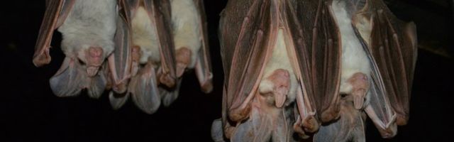 Kuidas on nahkhiired koroona- ja muid ohtlikke viiruseid juba 65 miljonit aastat üle kavaldanud?