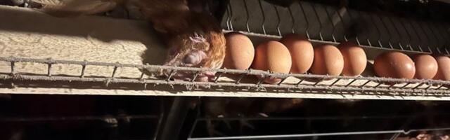 LOOMADE ÕUDUSUNENÄGU | Töötajad pidid surnud kanu ja nende kehaosi lintidelt kokku korjama