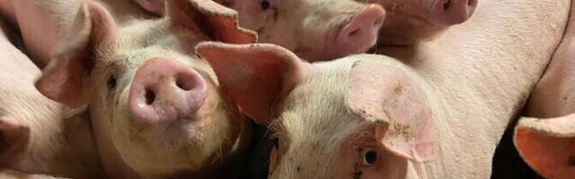 Loomakaitse liit kahtleb endiselt Nurme farmi sigade testide õigsuses