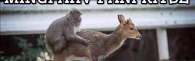 Mingi ahv pani kitse