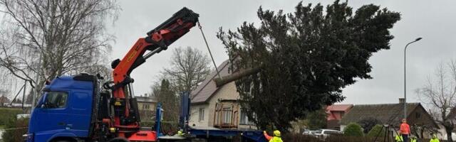 Tallinna jõulukuusk toodi tänavu Kohila alevist