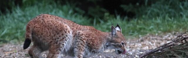 Loodus tuleb kinno kätte